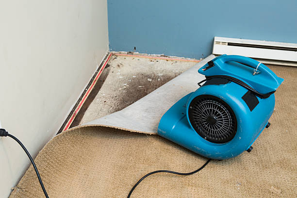 Best Mold removal after water damage  in Oswego, KS